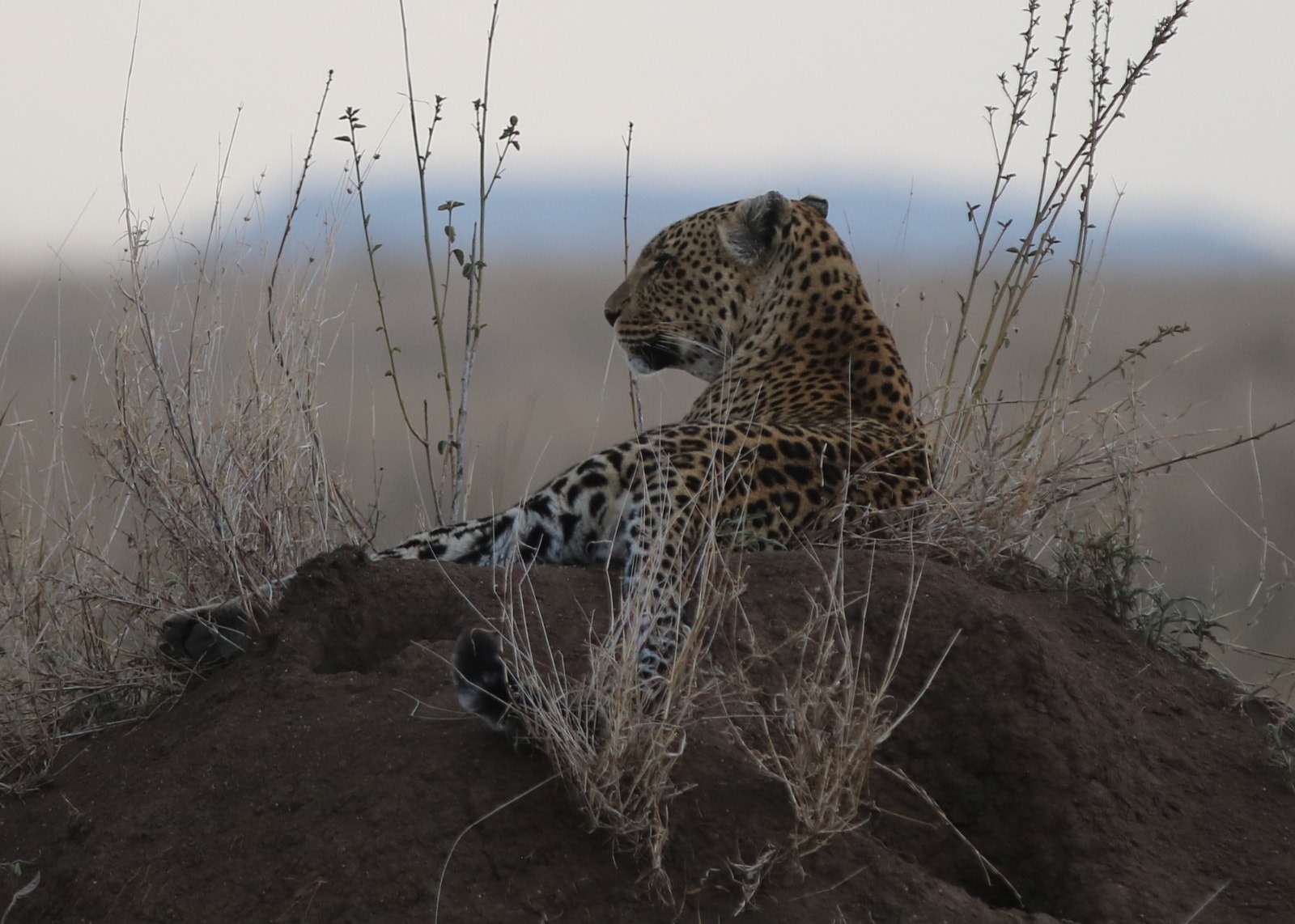 Discover Tanzania's Top Safari Spots